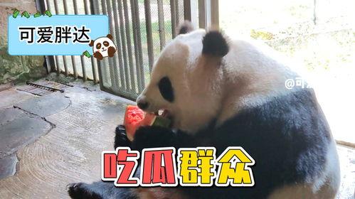 吃瓜熊猫动画视频下载免费,免费下载,欢乐无限 第2张 吃瓜熊猫动画视频下载免费,免费下载,欢乐无限 第2张